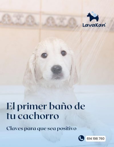 baño automático para perros - autolavado de perros - LavaKan Alcorcón - baño