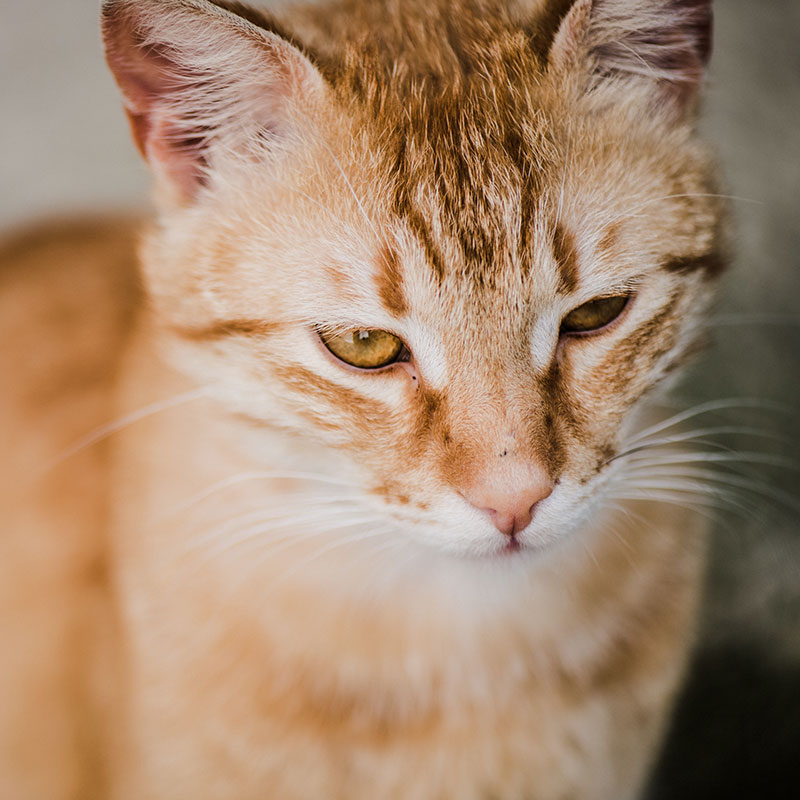 pet-18 Peluquería felina en Lavakan Alcorcón